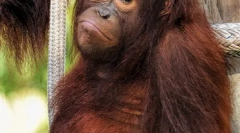 Мајмуните се најдоа на работ на истребување поради ужасен вирус